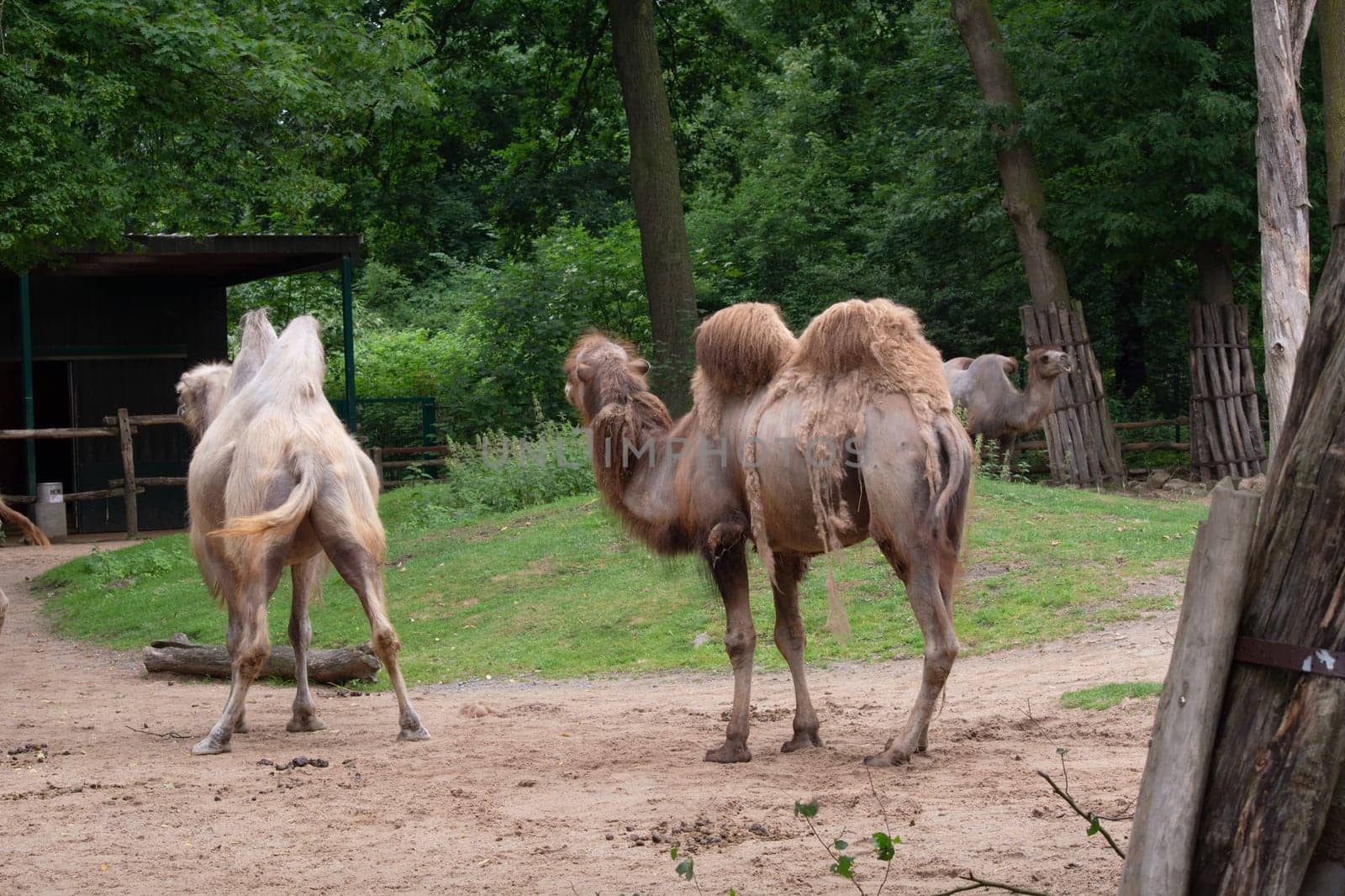 African camels graze