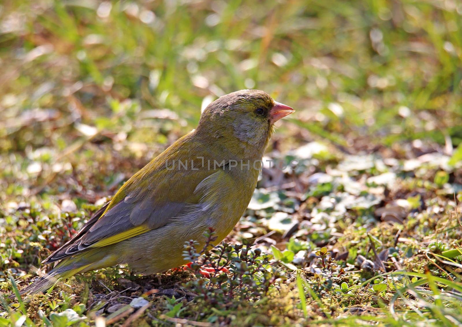Telephoto Greenfinch Carduelis chloris or Chloris chloris