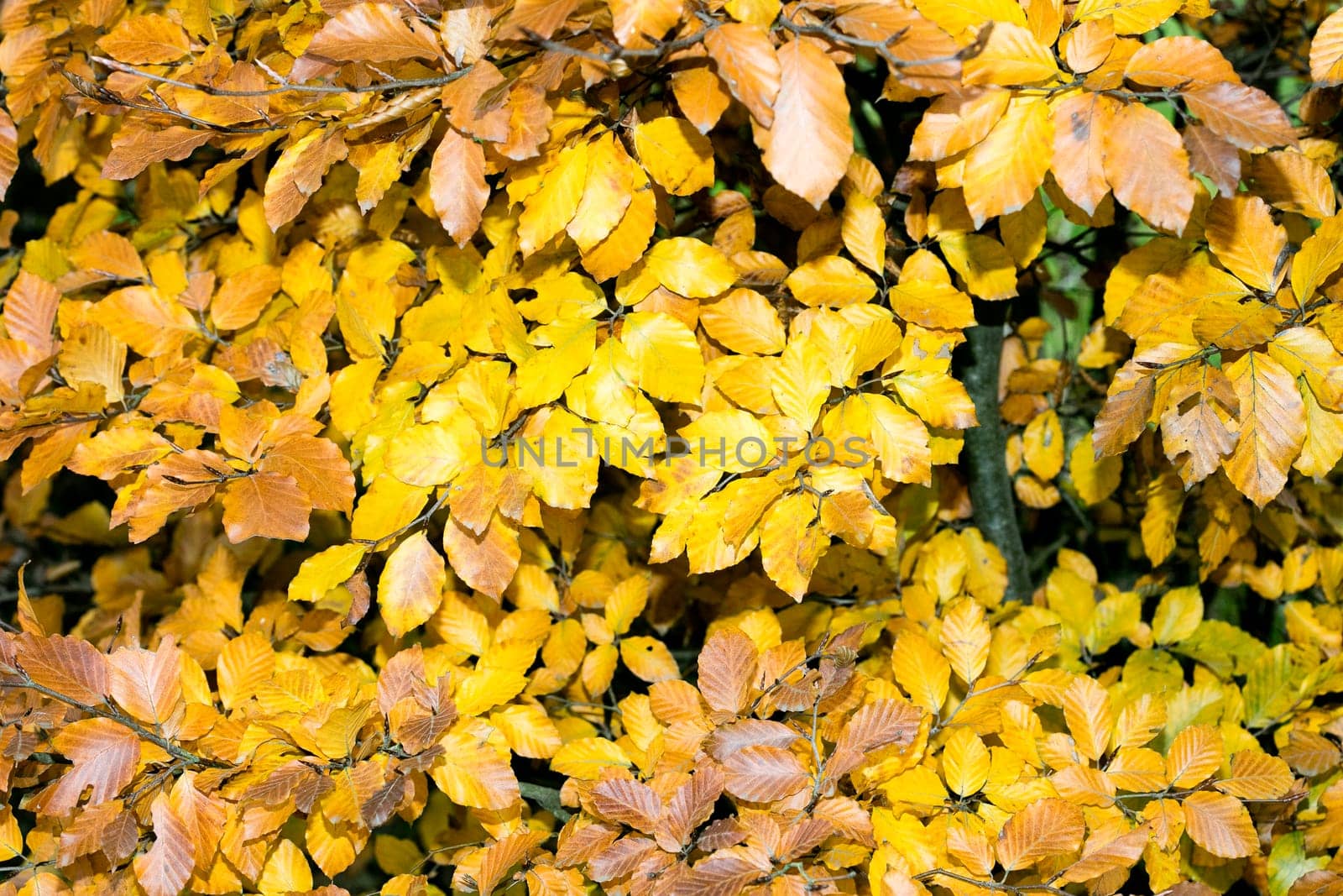 Wild mushrooms on nature macro background fifty megapixels prints