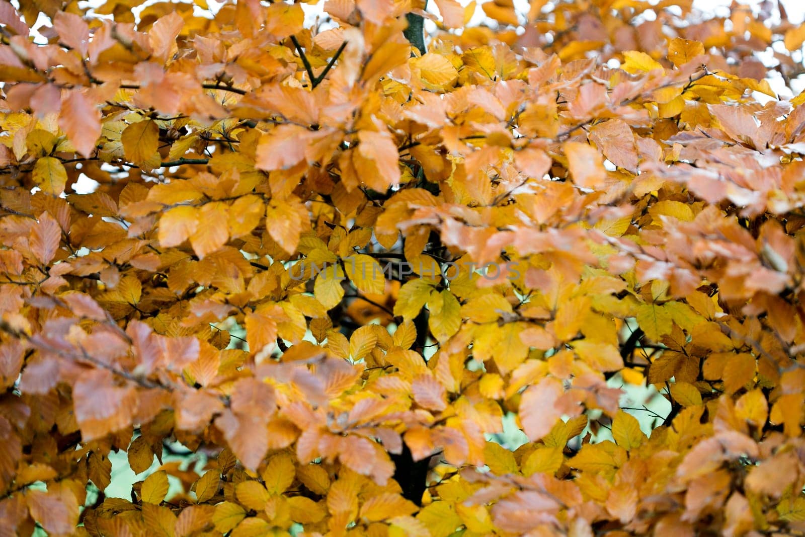 Wild mushrooms on nature macro background fifty megapixels prints
