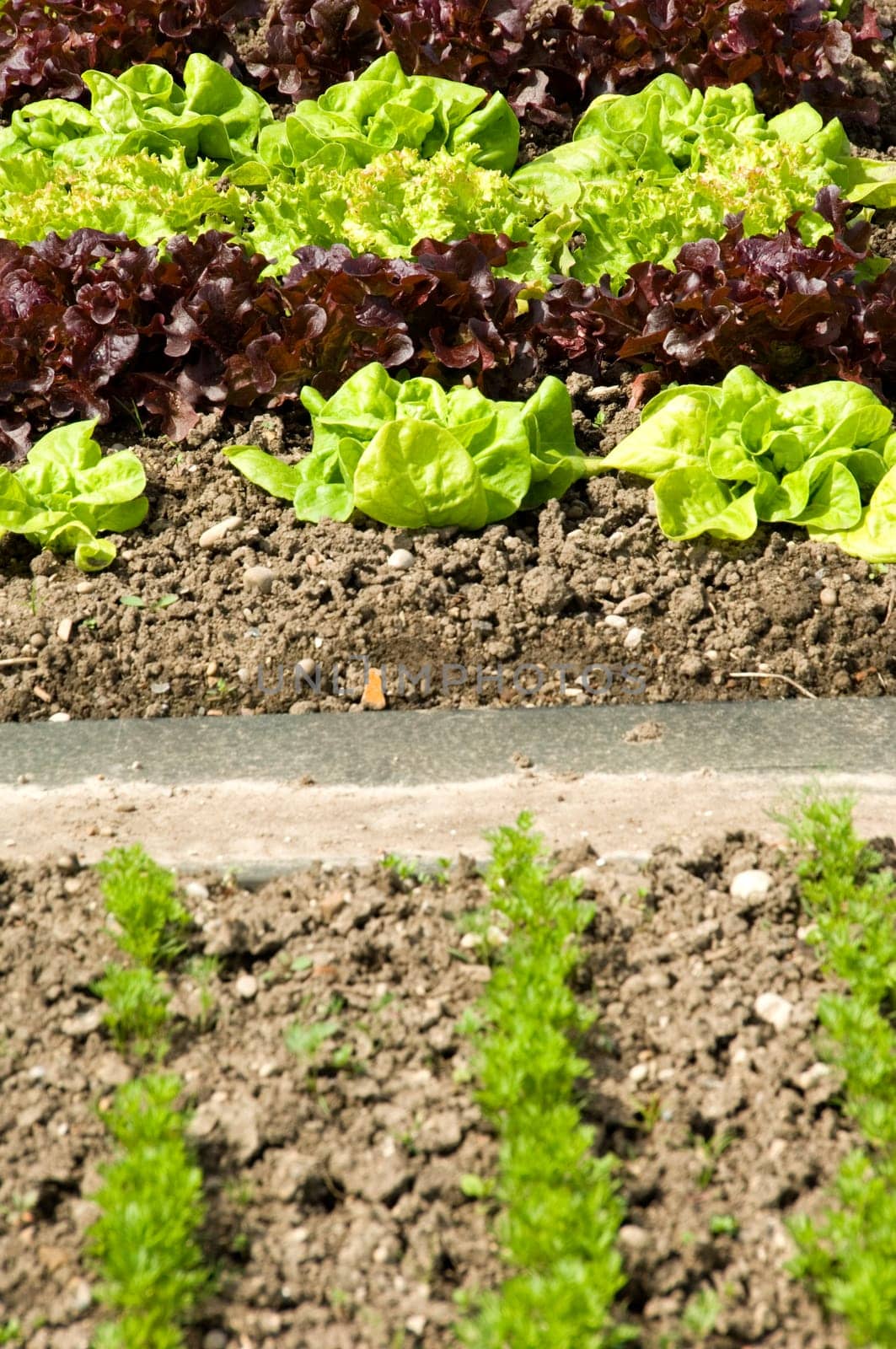 Rows of green and red lettuce and parsley in an allotment