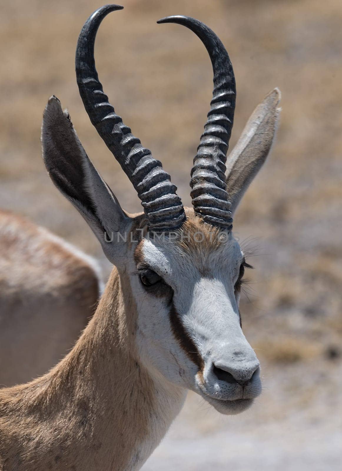 Portrait shot of an Impala ram in the Nxai Pan National Park of Botswana