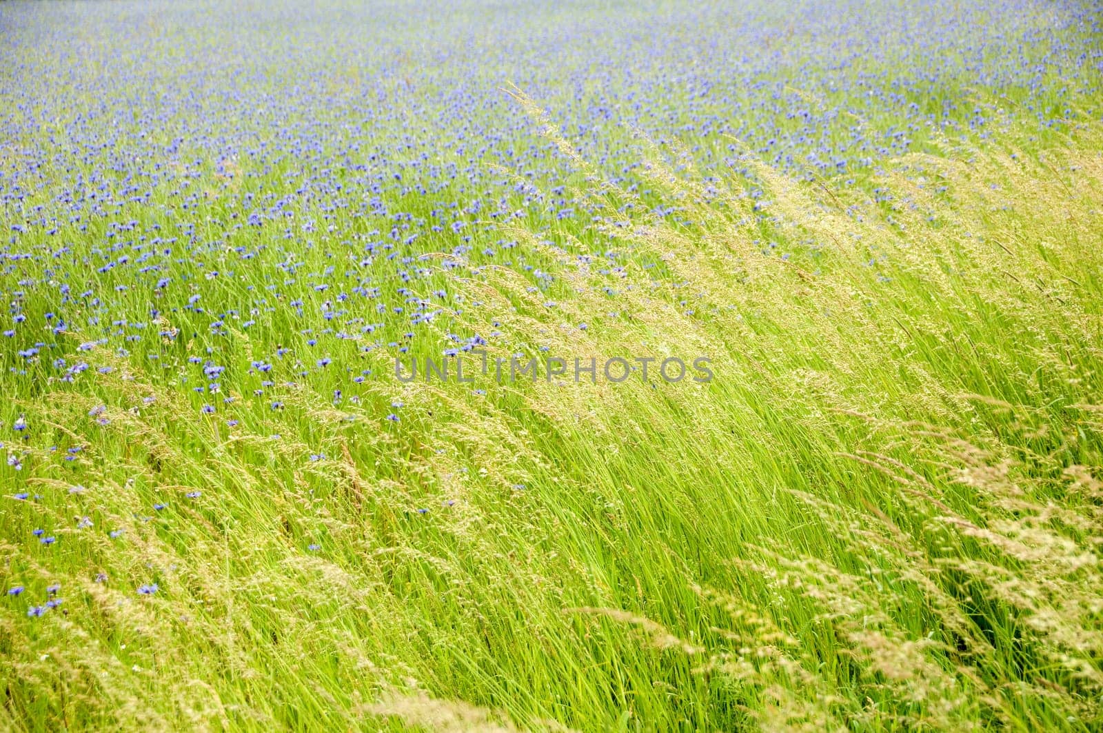 Cornflower meadow with wild grasses