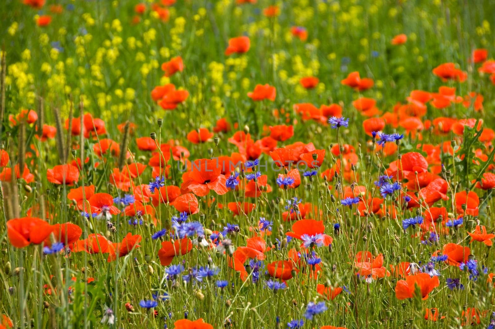 Shining red poppies with bluebottles and canola in the background