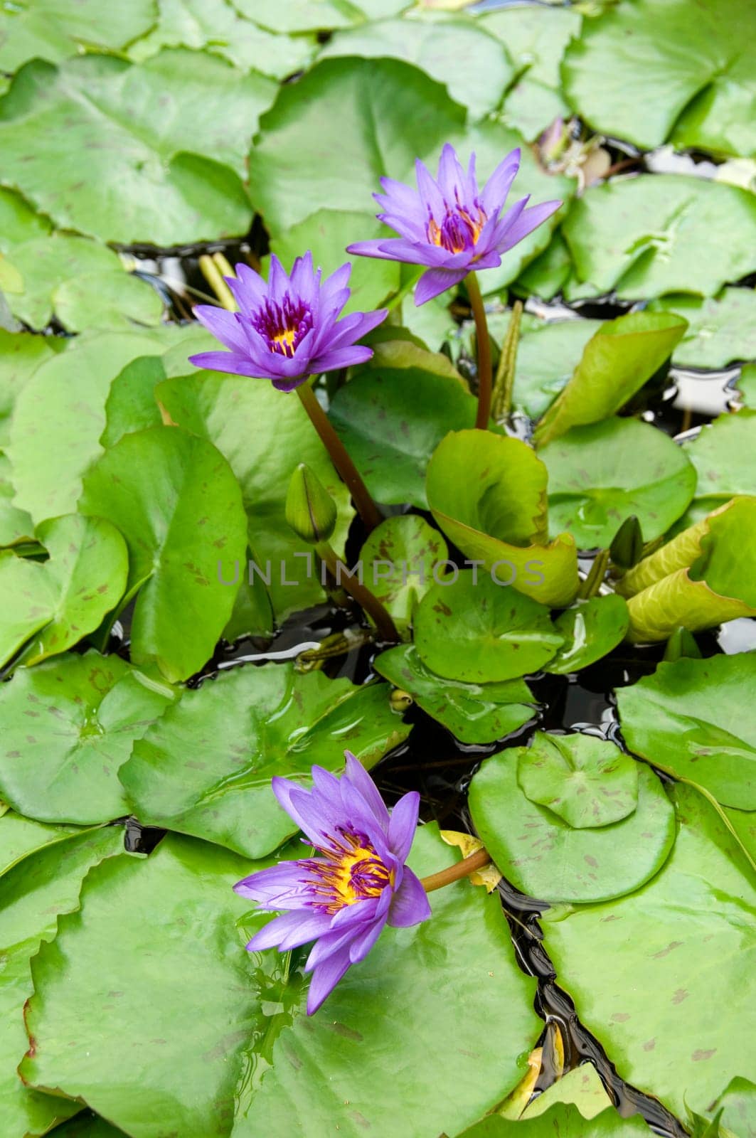 Three blue water lilies (nymphaea capensis) with leaves