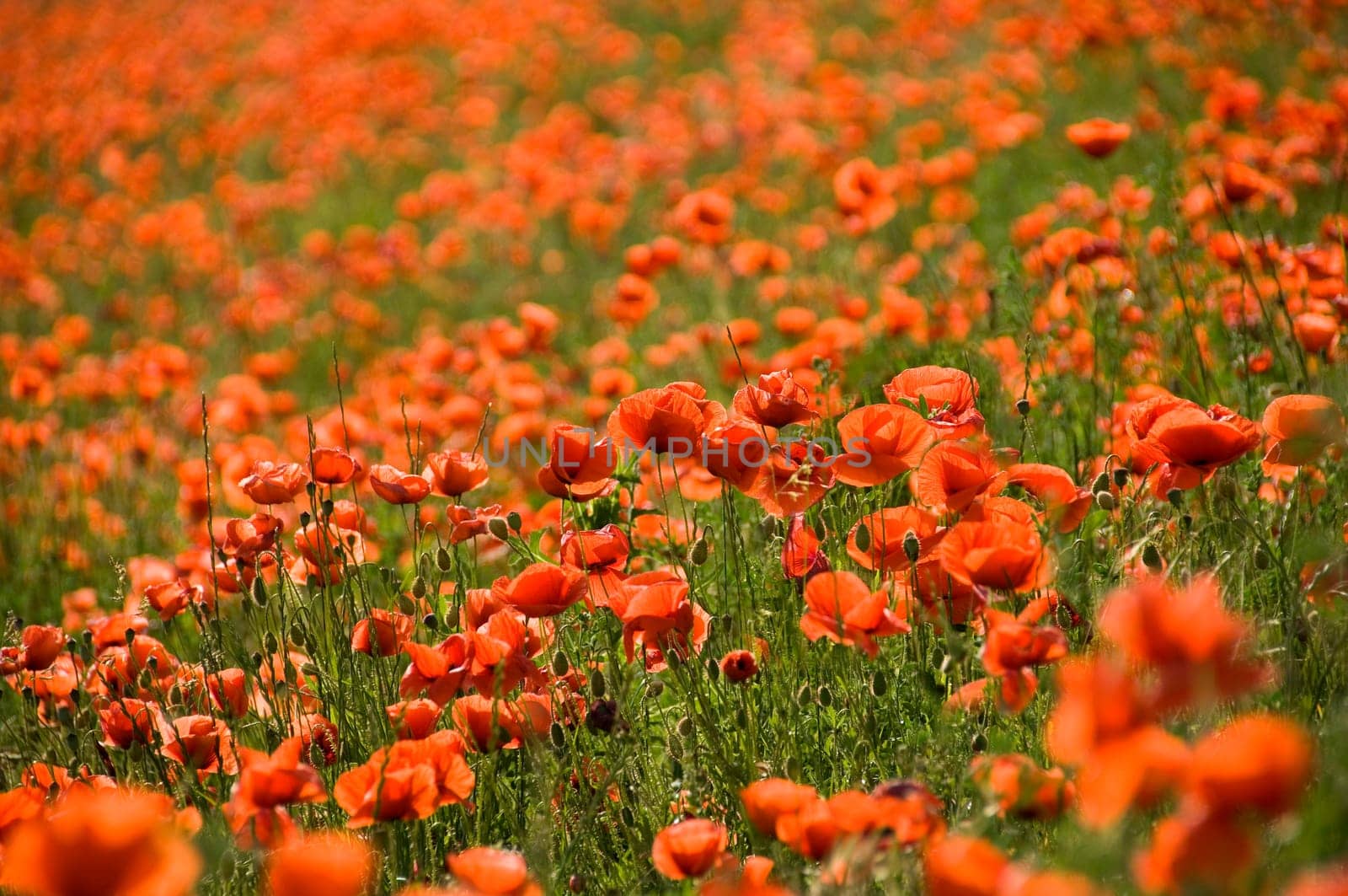 A sea of shining red poppies (papaver rhoeas) as green manure
