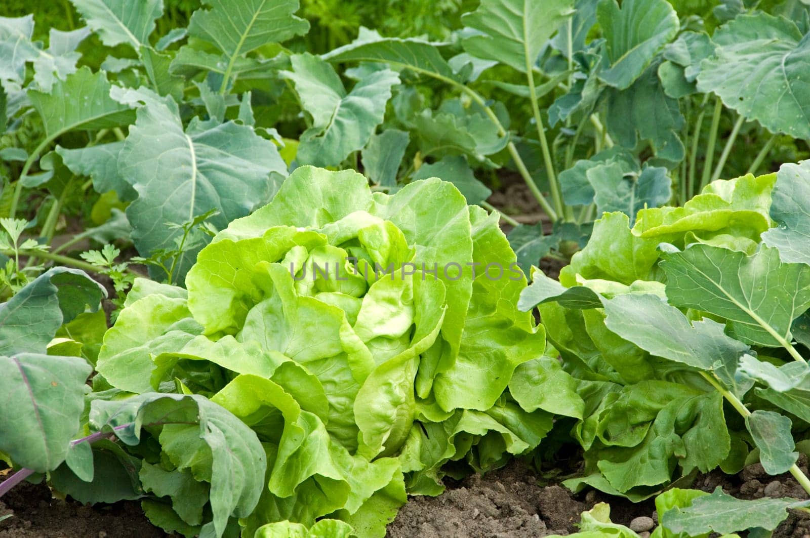 A nice fresh head of lettuce in a vegetable garden bed with kohlrabi in the background