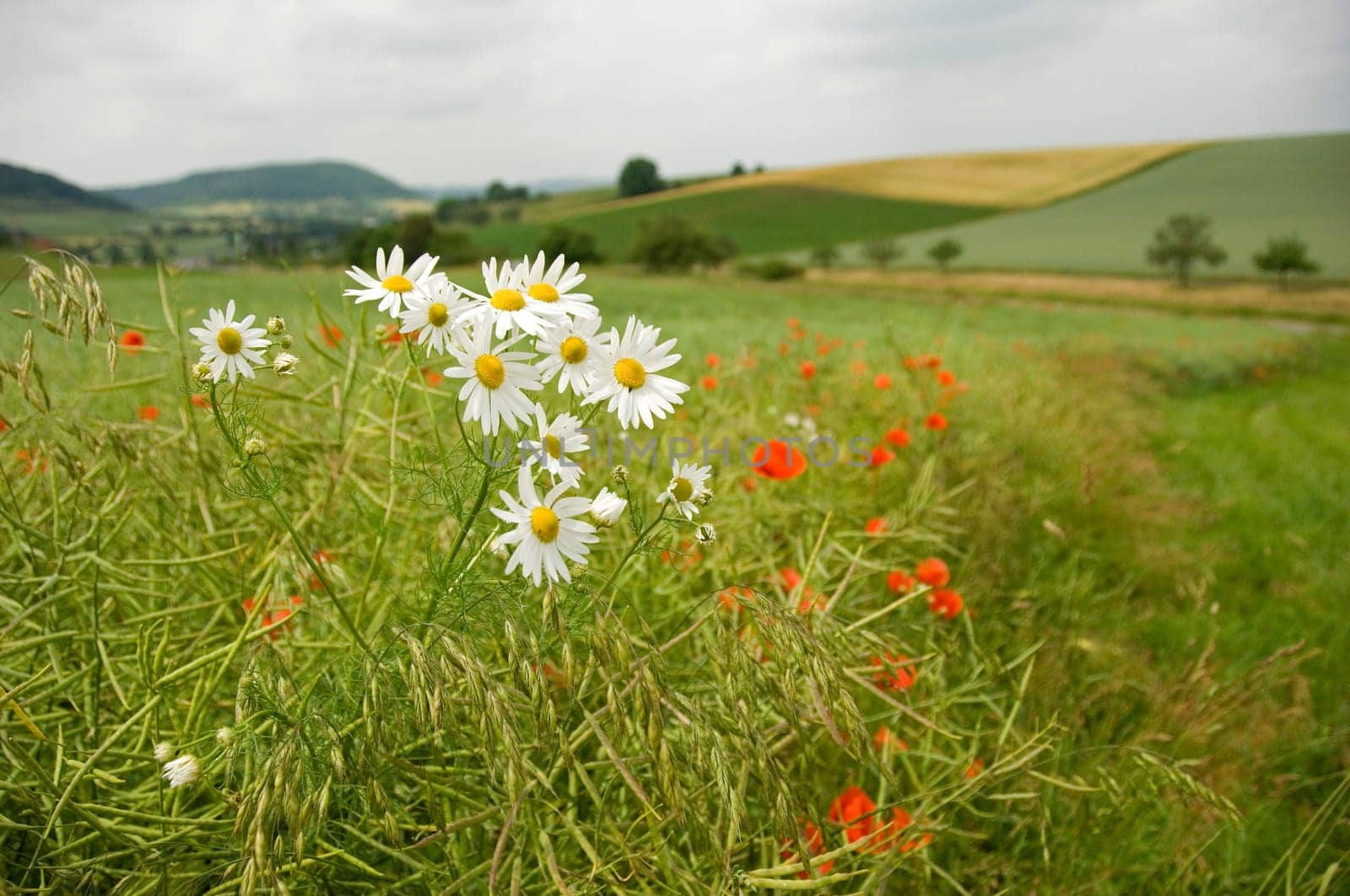 Scentless Mayweed (Tripleurospermum inodorum) at the edge of a canola field with ripening husks and poppies.