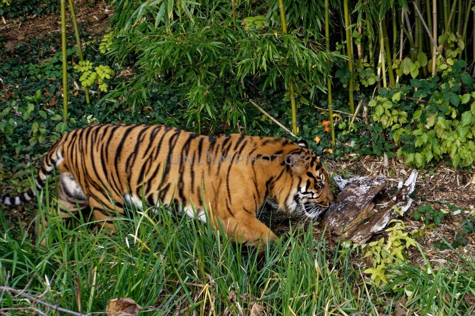 Tiger