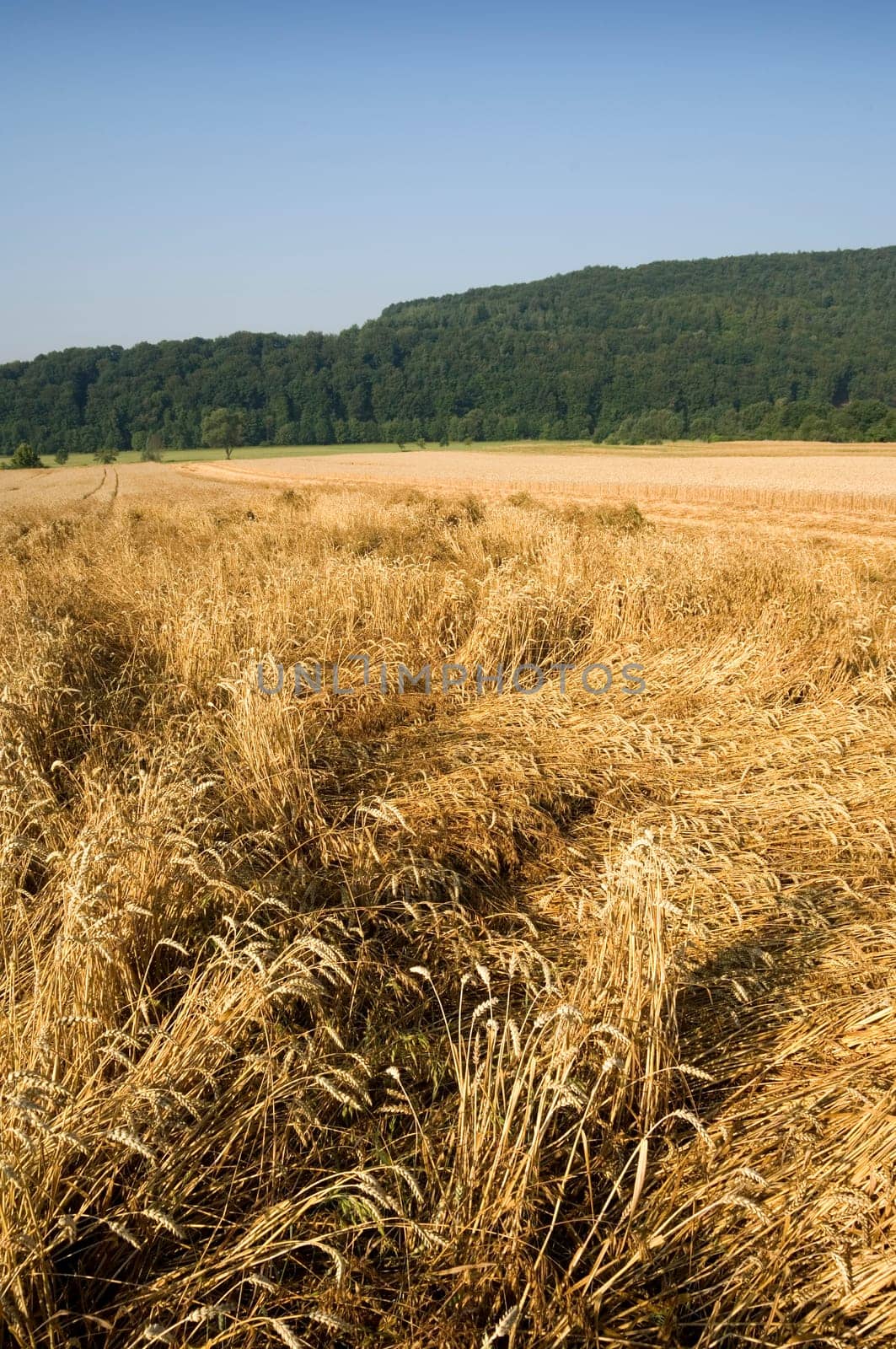 Wheat field with beaten down stems by storm damage