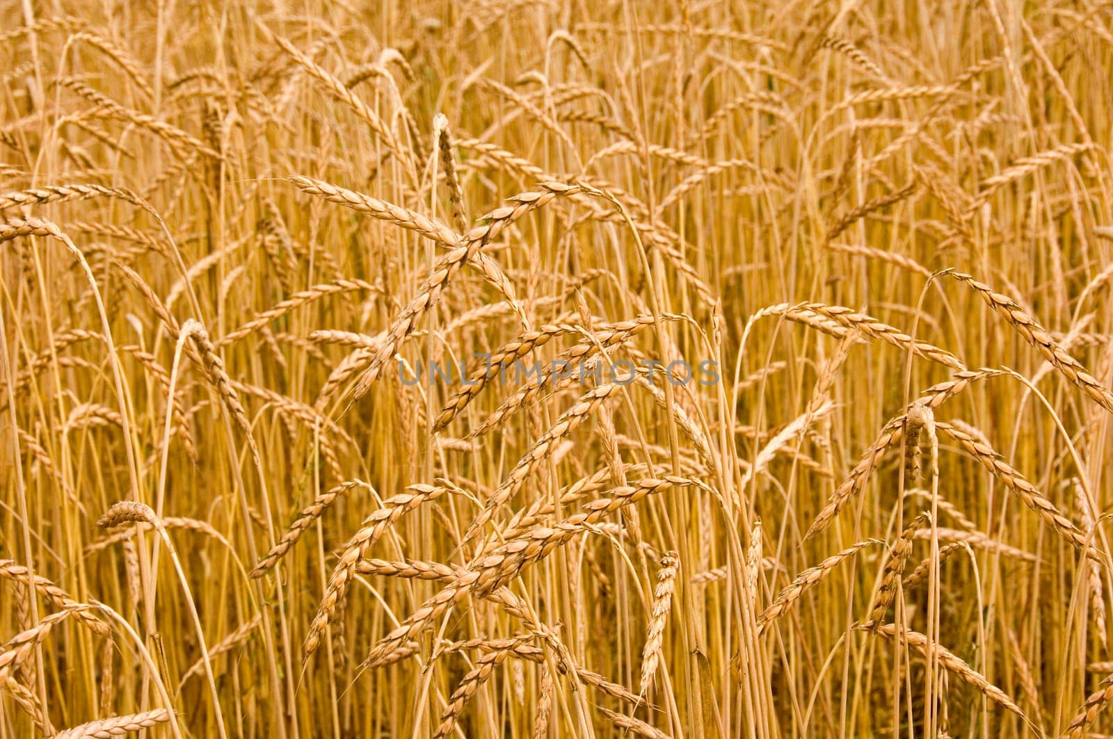 Close up of spelt, an old cereal variety on a spelt field