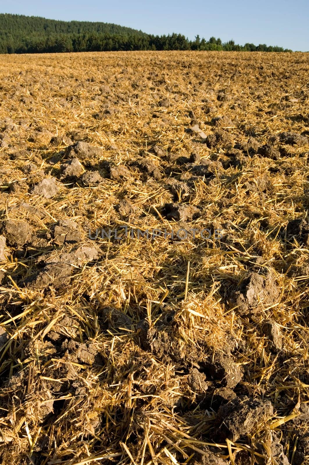 Close up of mulched cereal stubble in the sun. With space for copy.