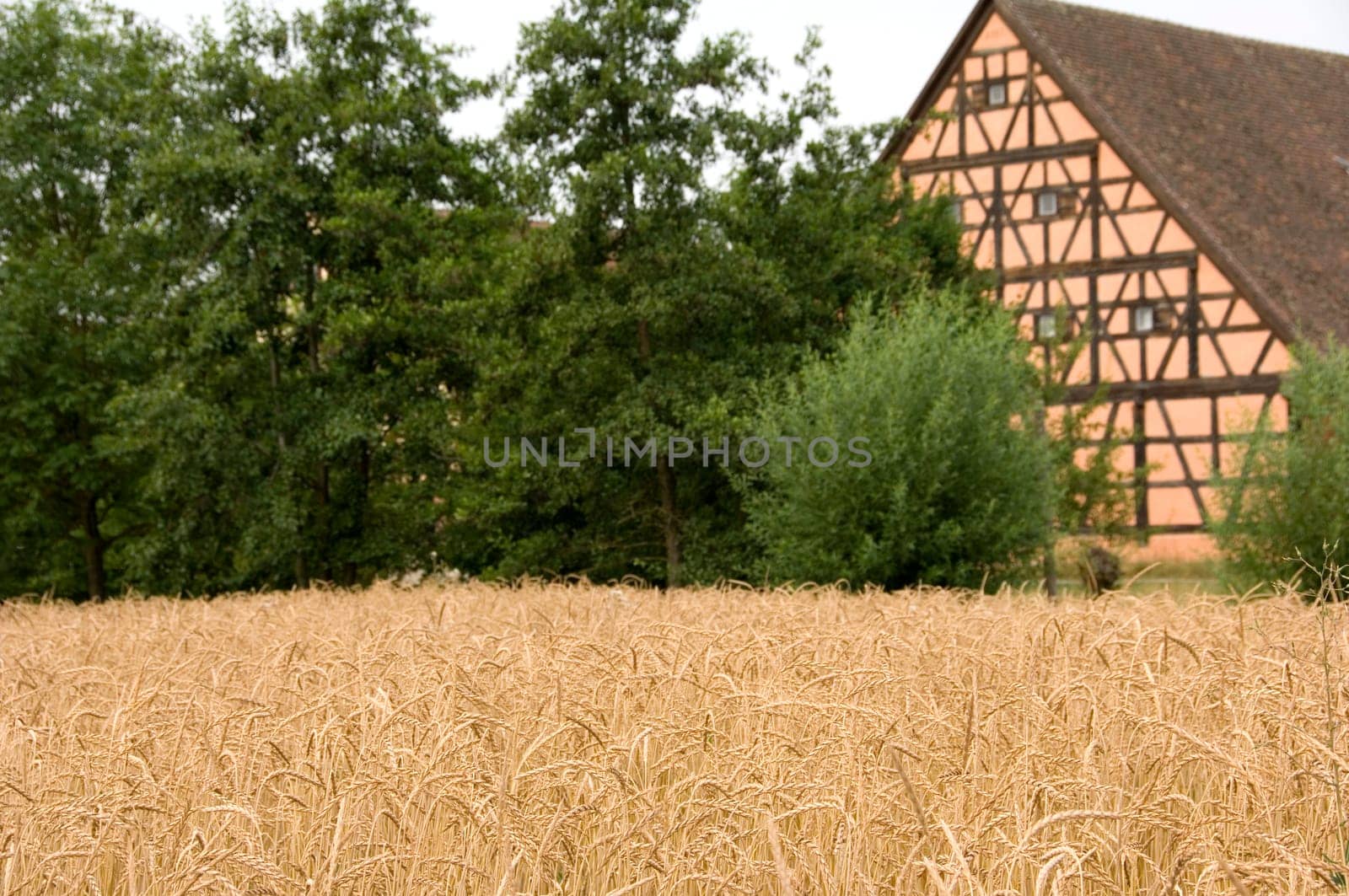 Spelt, an old wheat variety in front of an old half-timbered house