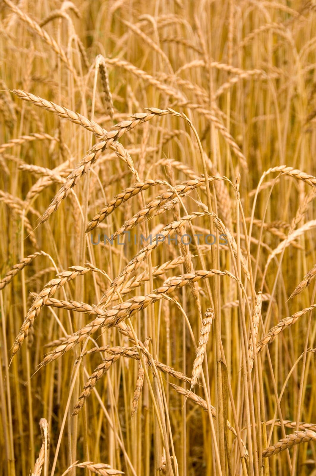 Close up of spelt, an old cereal variety on a spelt field