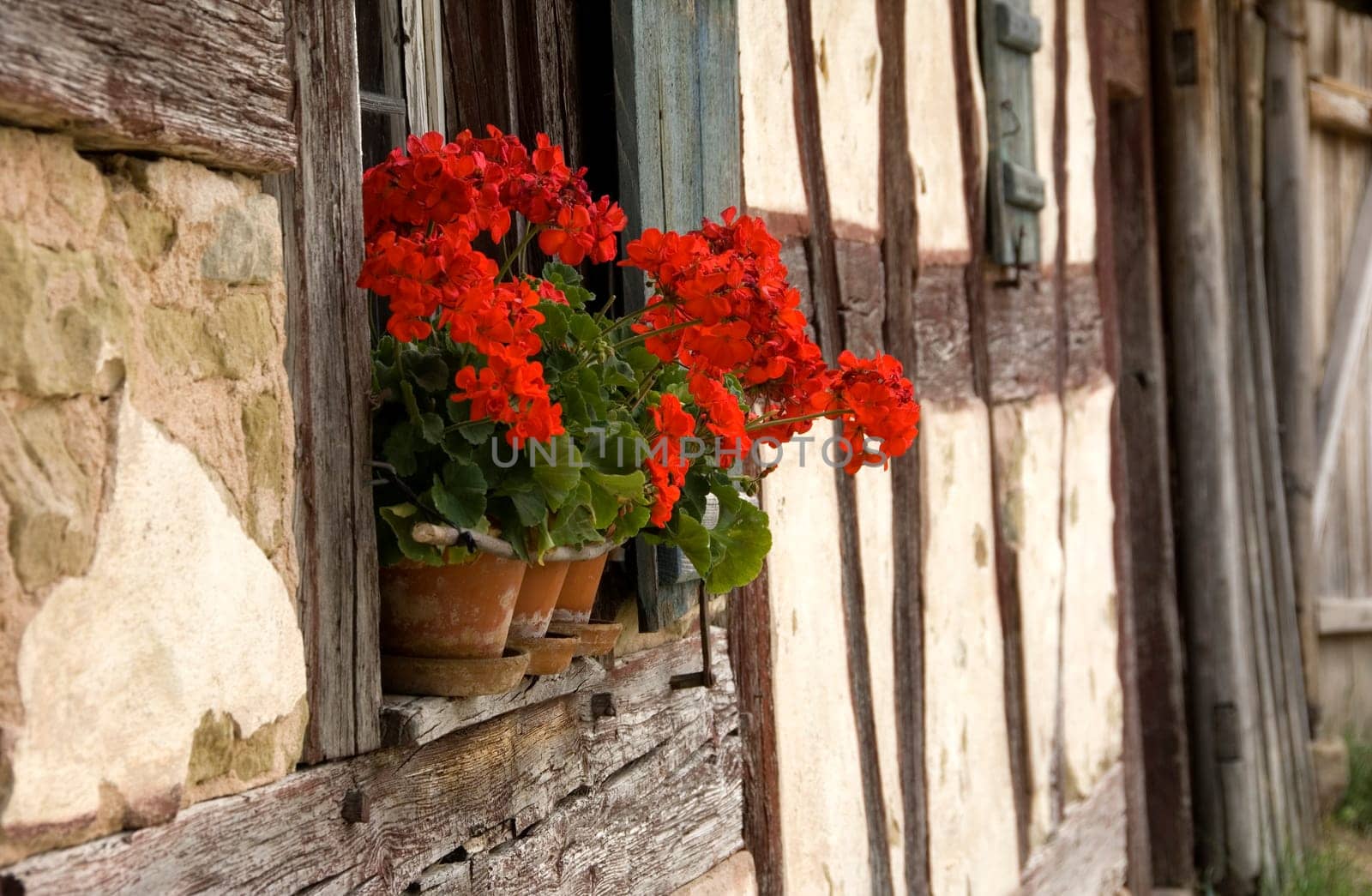 Red geraniums on the windowsill of an old halftimbered farmhouse