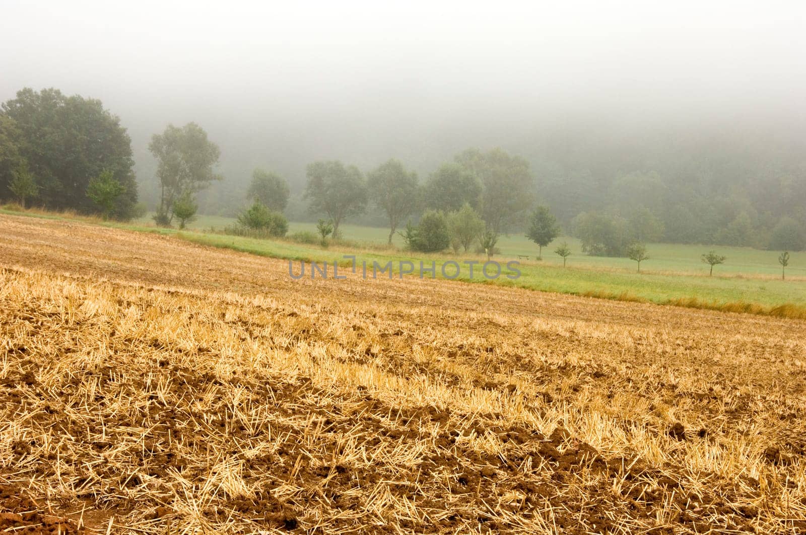 Mulched cereal stubbles with a misty background. With space for copy.