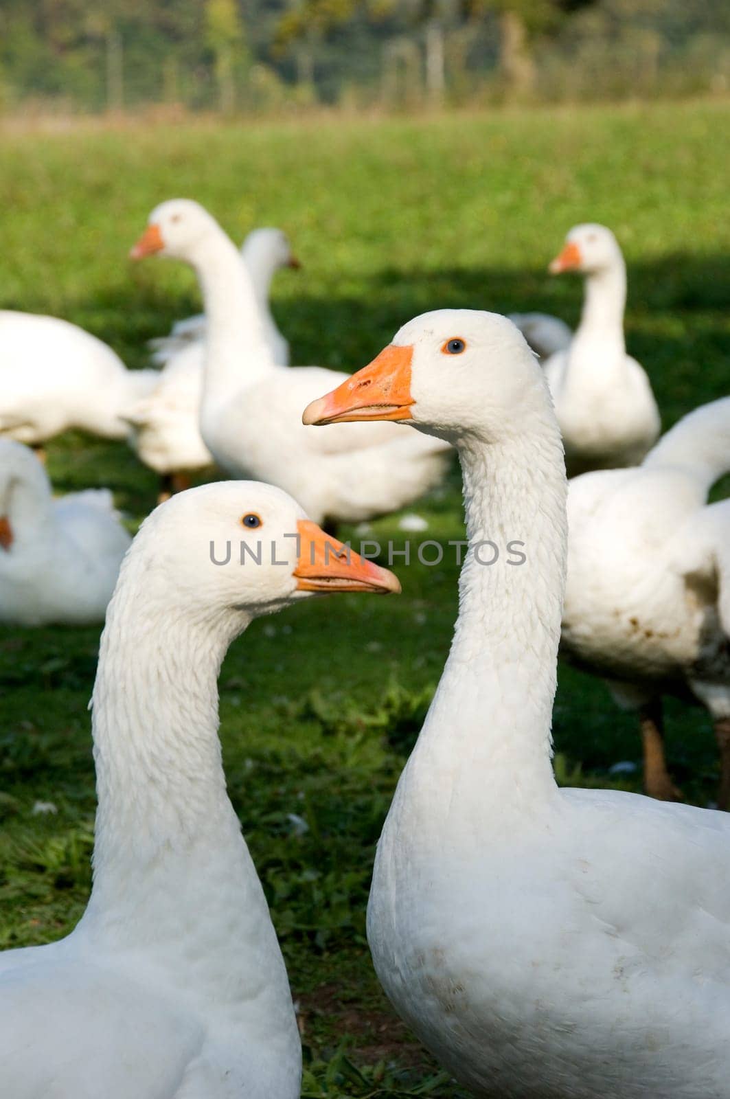Penetrating gazes of white domestic geese