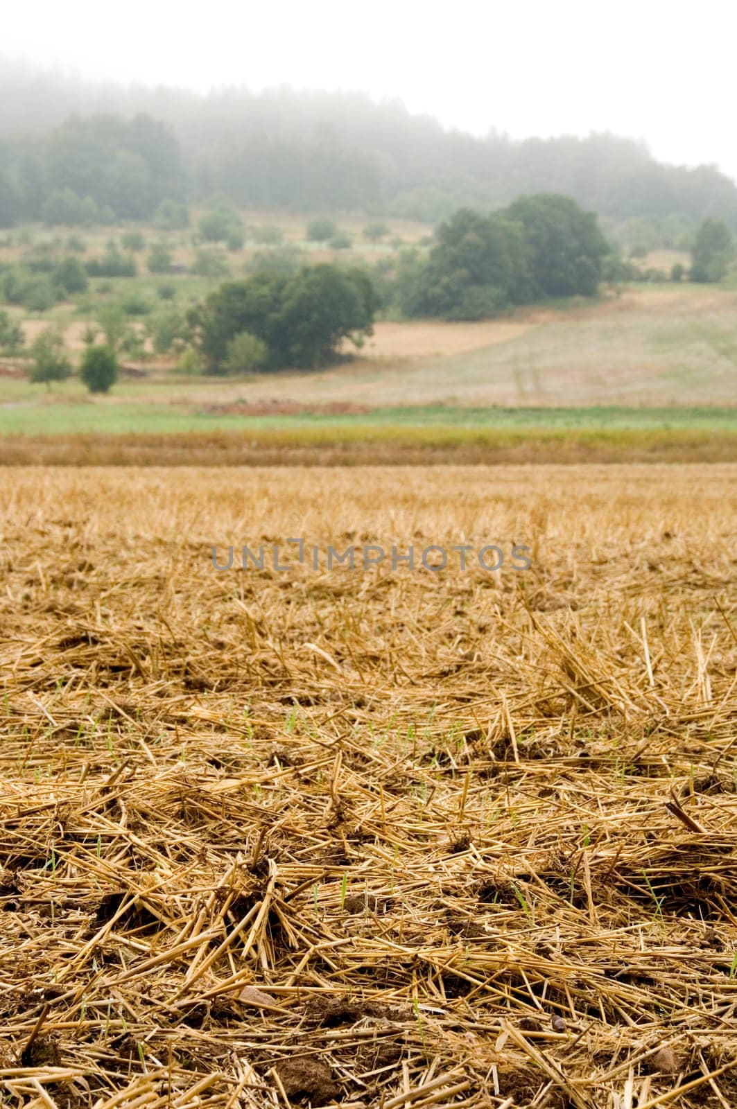 Mulched cereal stubbles with a misty background. With space for copy.