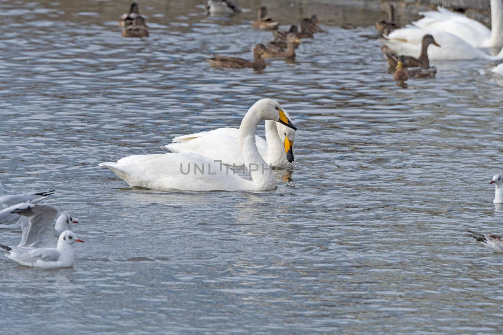 Whooper Swan in a Local Pond in Reykjavik, Iceland