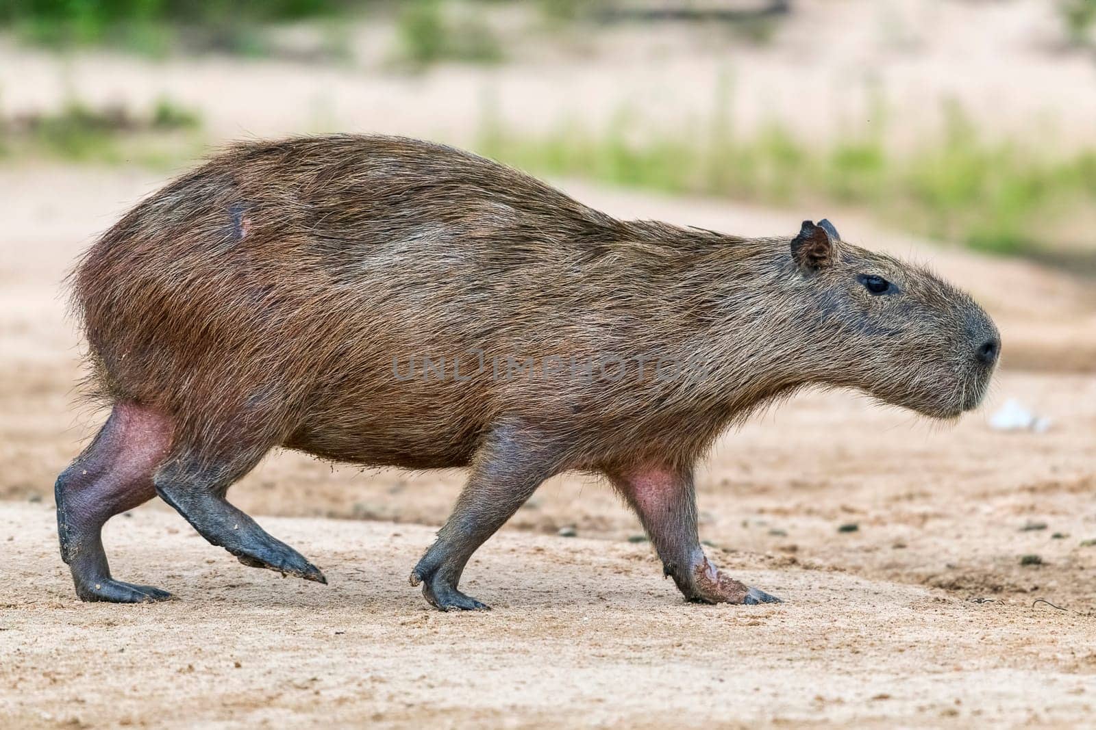 Capybara or capybara (Hydrochoerus hydrochaeris) walks on a sandbank,Pantanal,Mato Grosso,Brazil