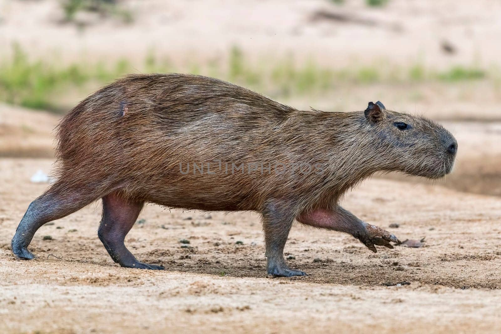Capybara or capybara (Hydrochoerus hydrochaeris) walks on a sandbank,Pantanal,Mato Grosso,Brazil