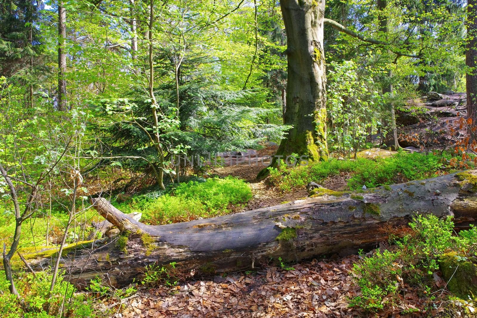 Hiking trail in the mixed forest in spring