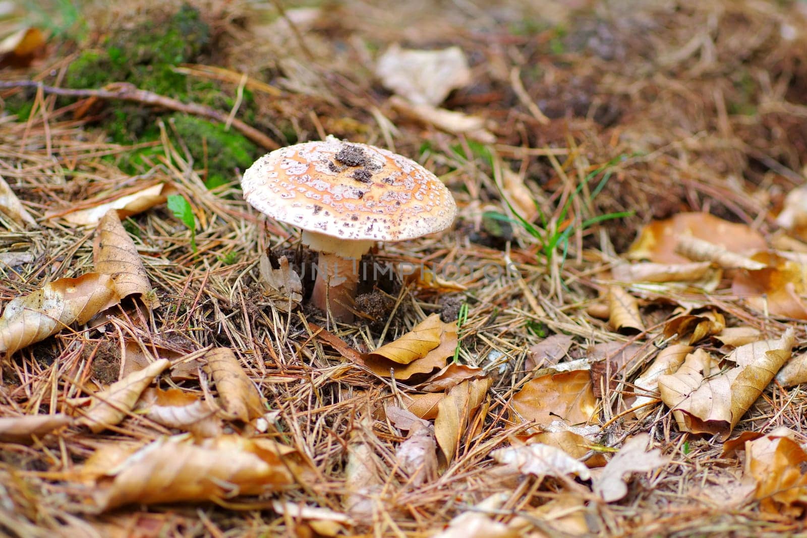 blusher Amanita rubescens in autumn forest