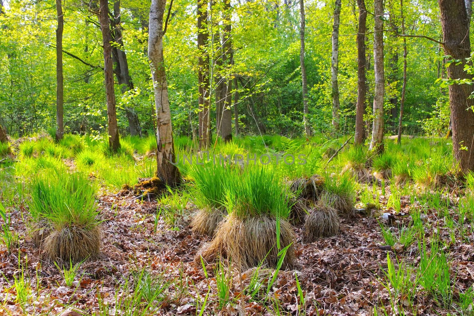 a swamp in spring