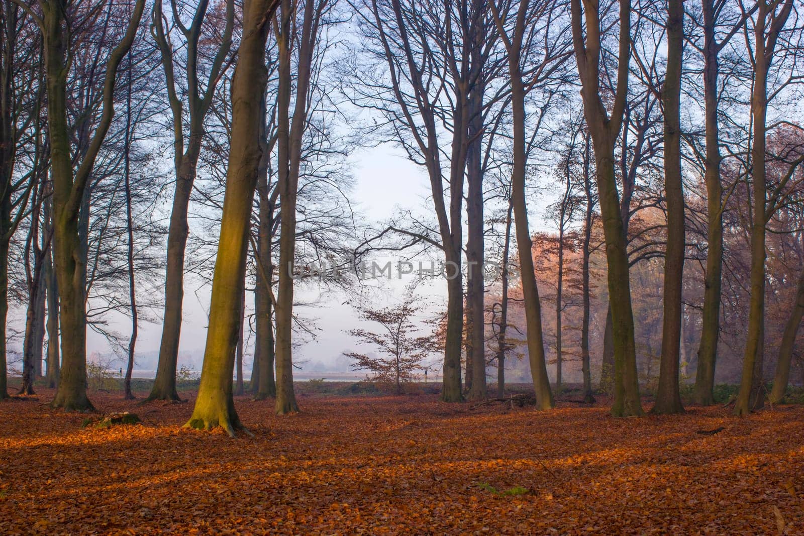 forest in autumn - foggy morning