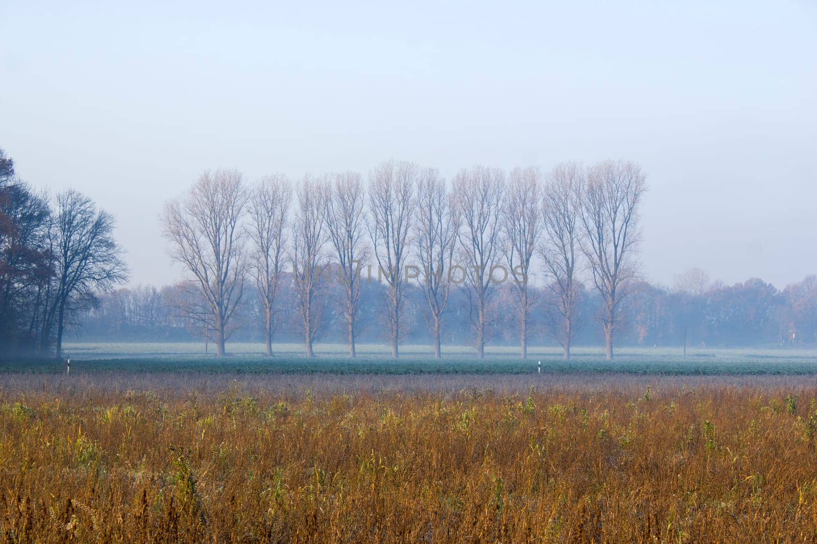 autumn field with trees - foggy morning