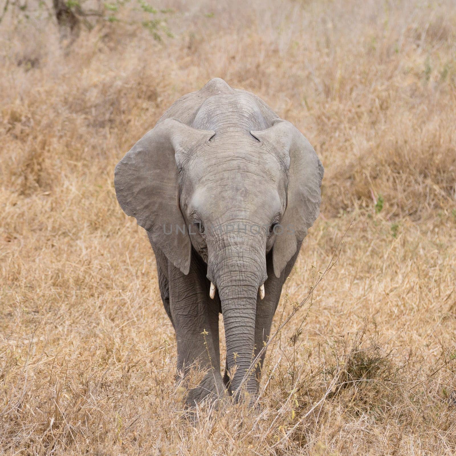 Herd of elephants from Serengeti National Park, Tanzania, Africa. African wildlife