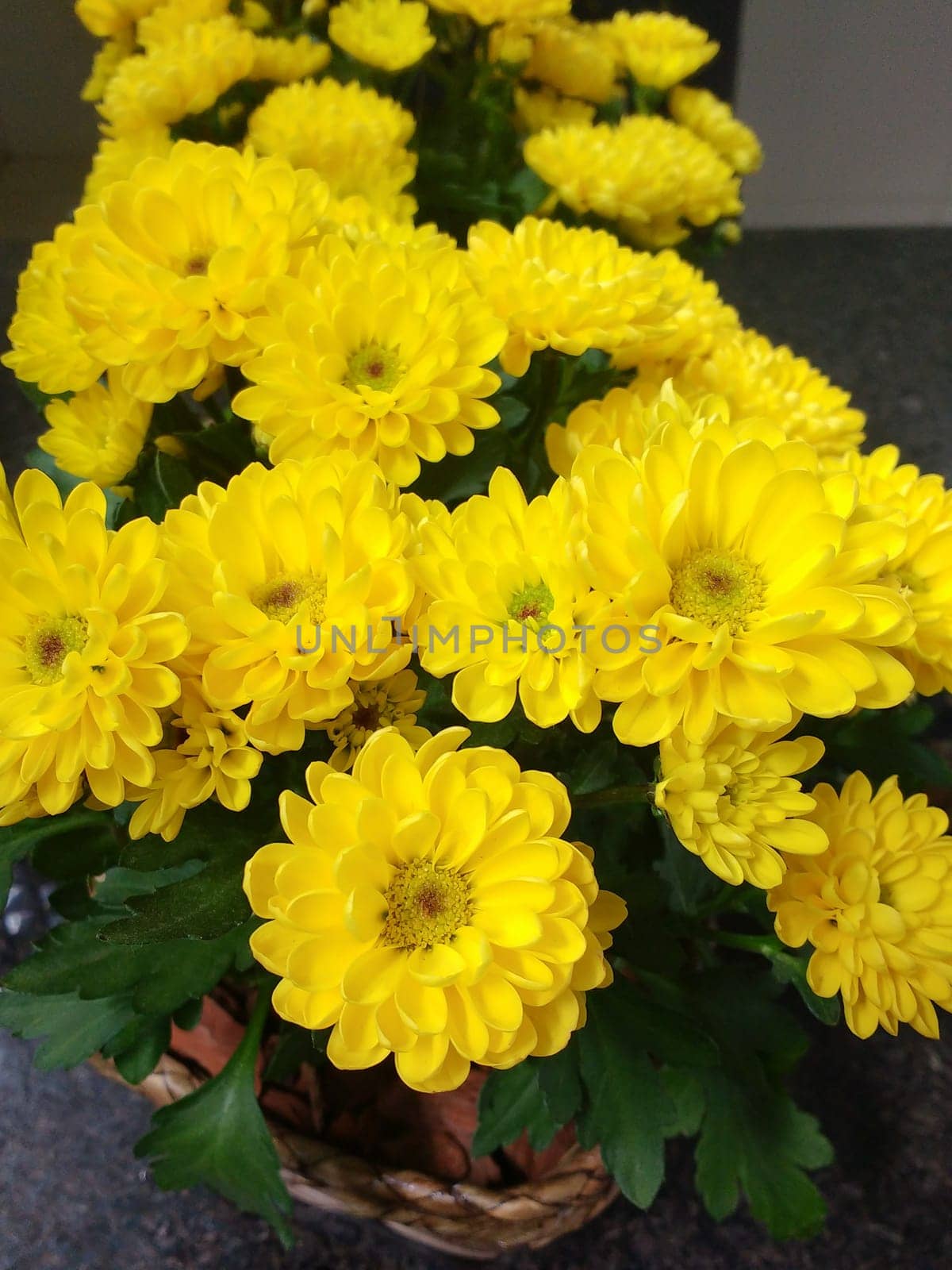 Flower pot of yellow gerberas on dark background and reflection in the mirror.