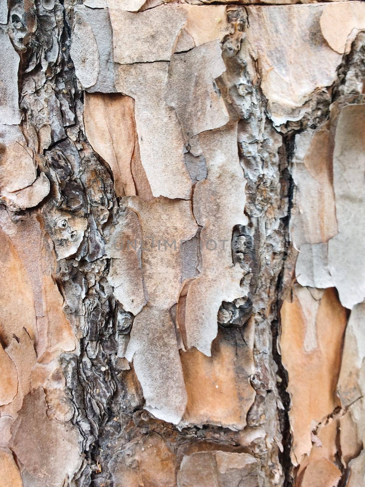 Surface texture of cracked dry trunk bark peeling off.