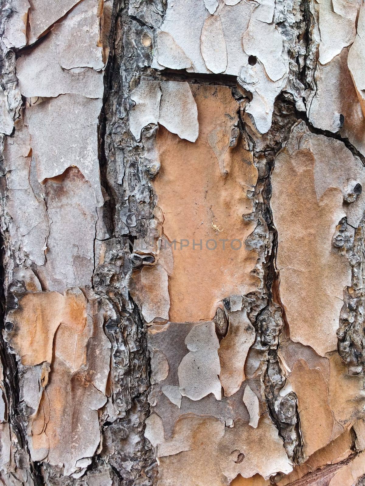 Texture of dry tree bark surface with cracks, peeling off.