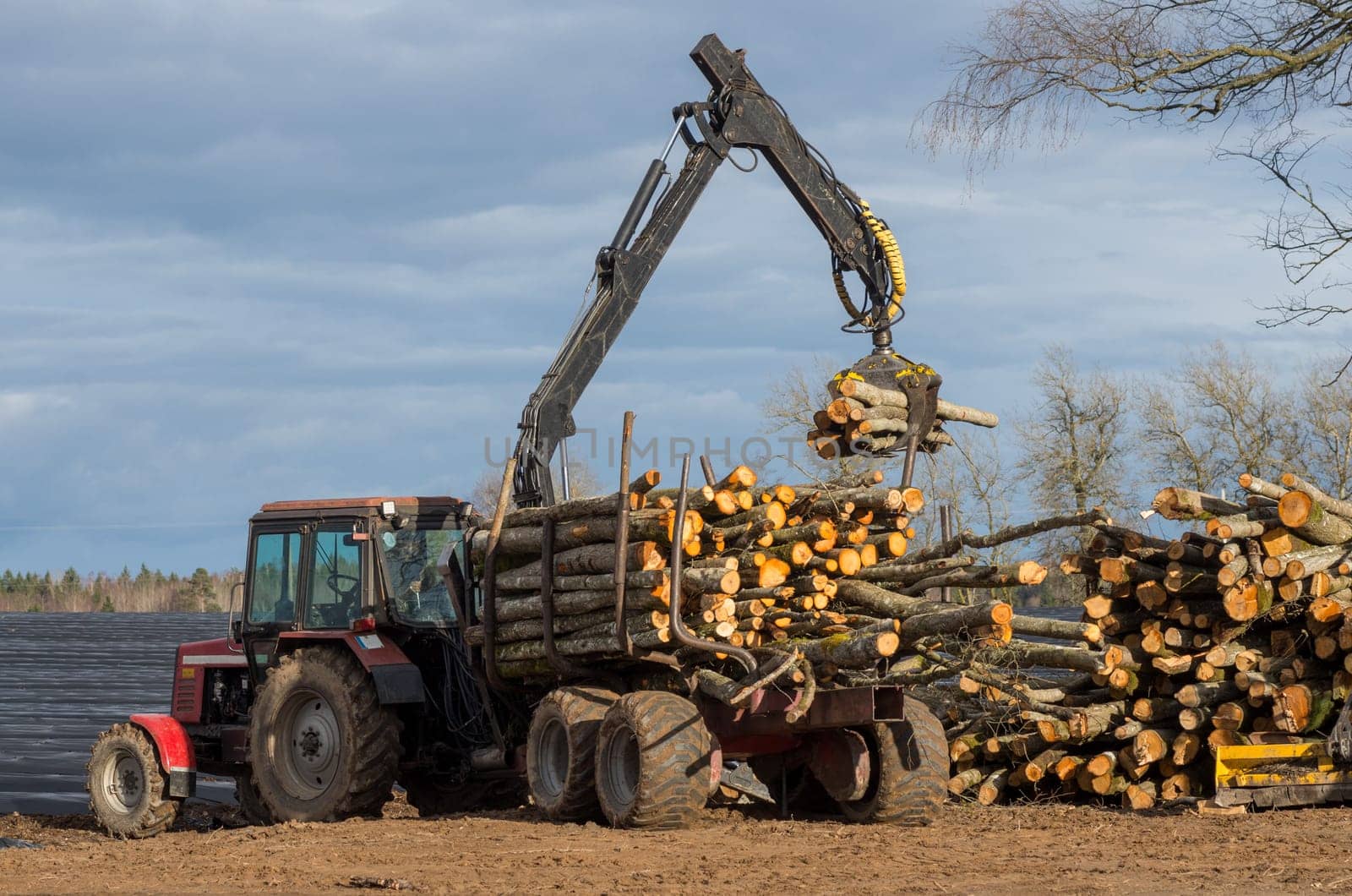Loader unloads logs out of a timber truck