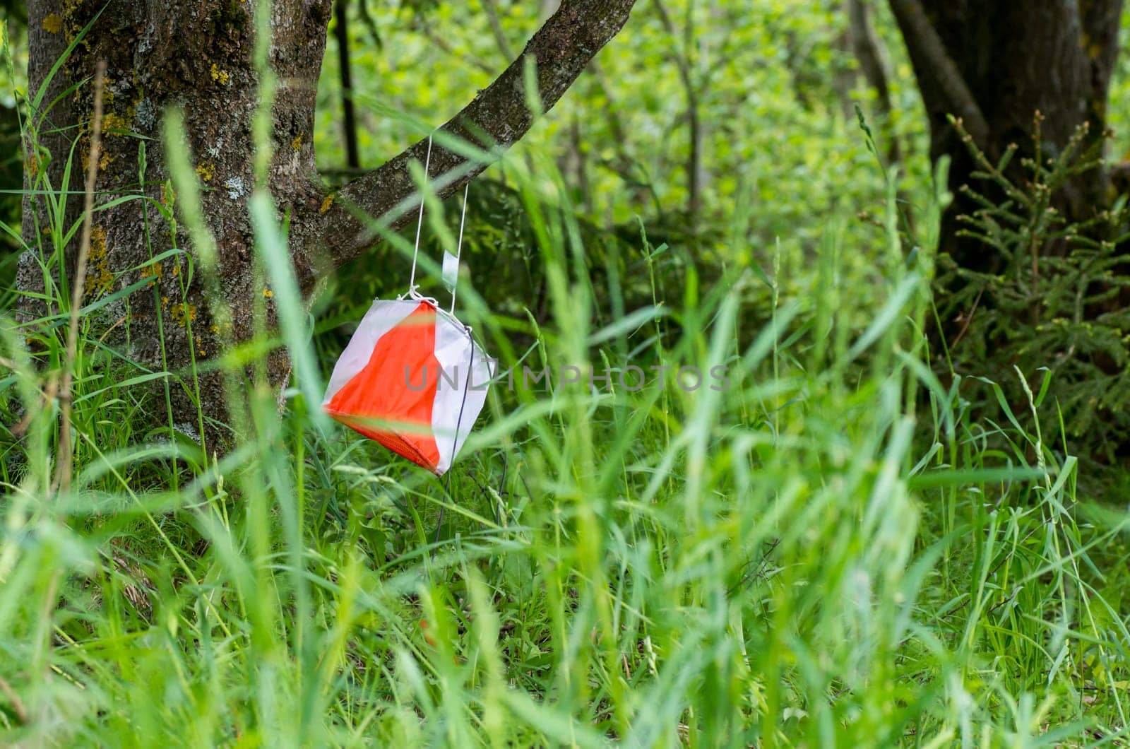 The orienteering flag in the Lithuanian forest