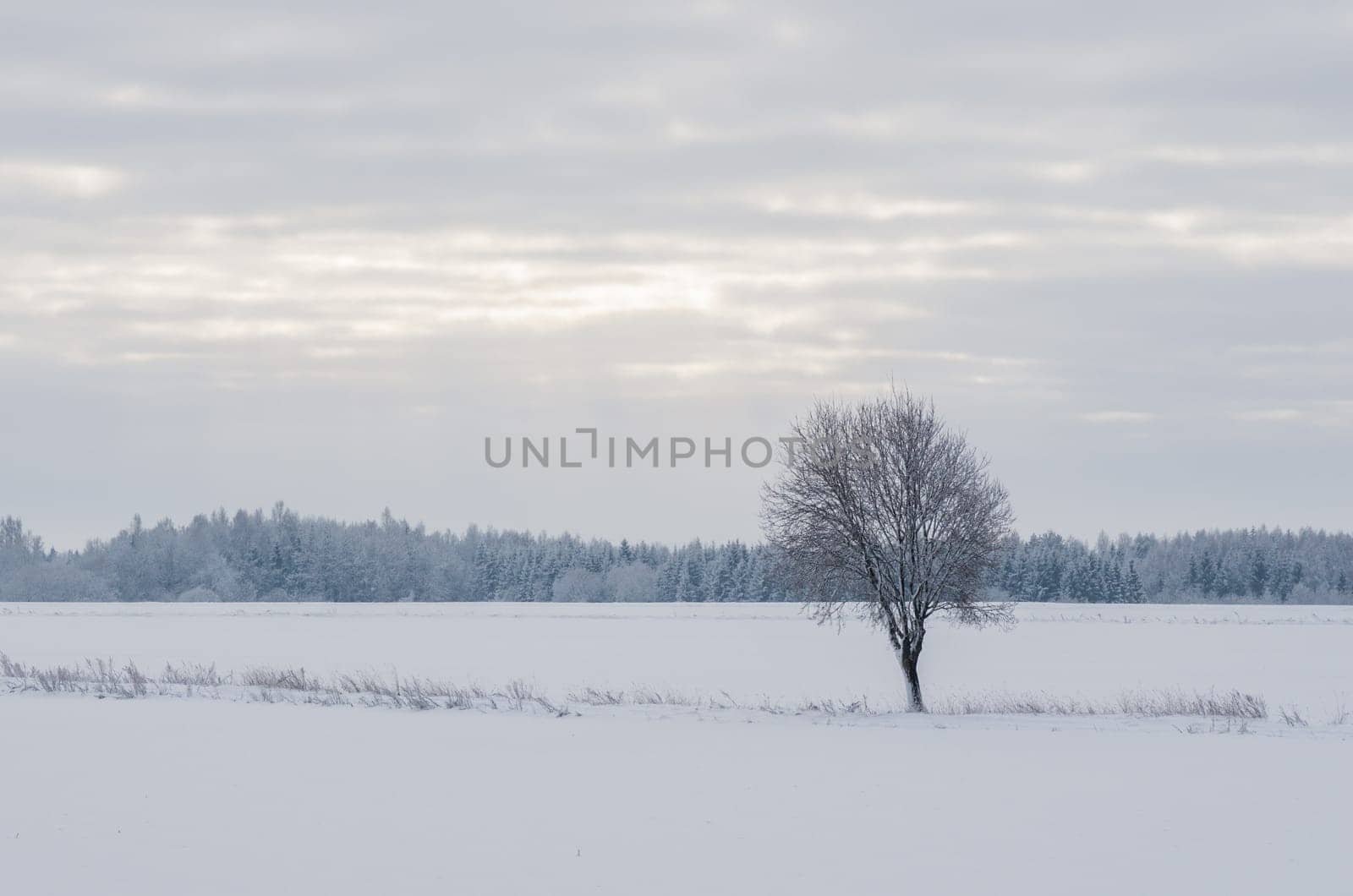 Winter landscape of fields and trees covered with snow