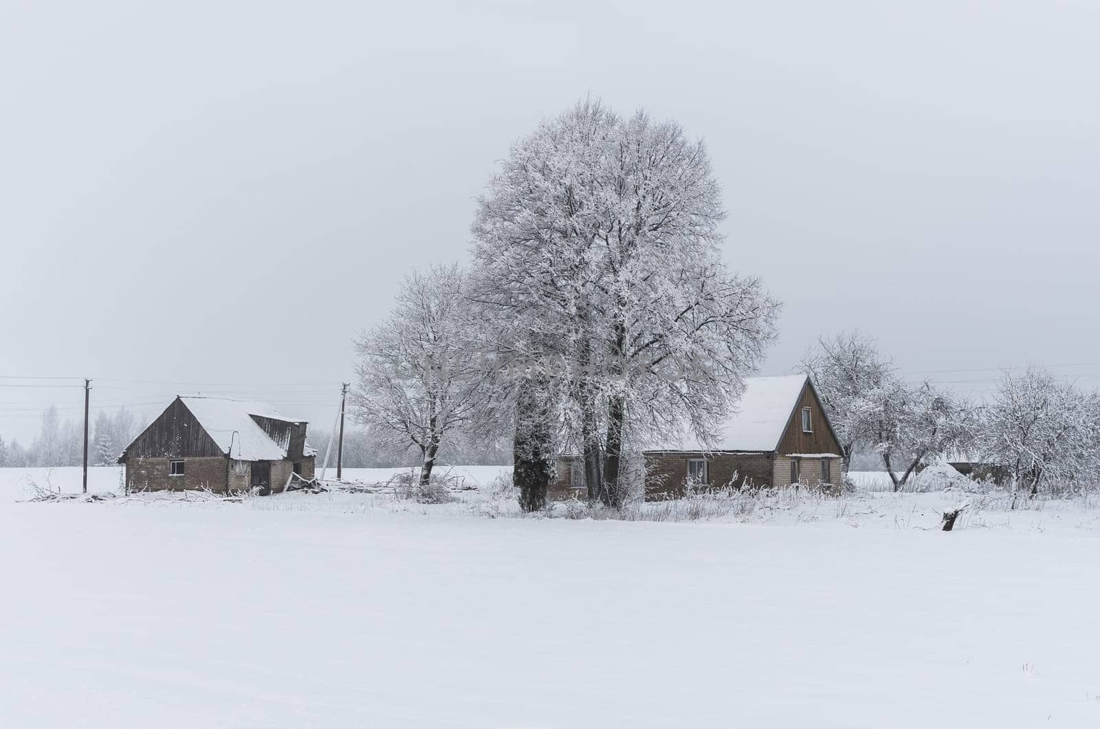 Winter landscape of fields and trees covered with snow and old homestead