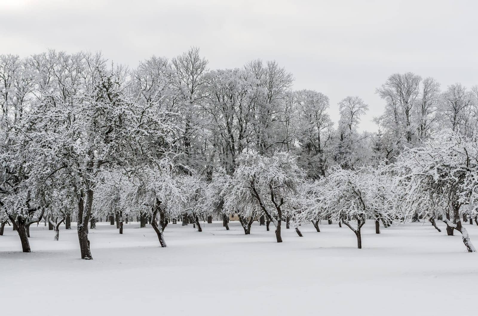 The garden trees in the winter day