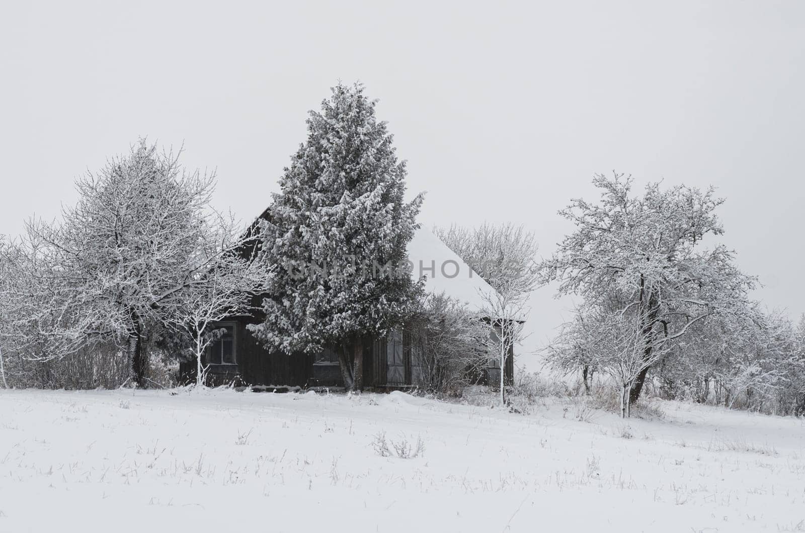 Winter landscape of fields and trees covered with snow and old homestead