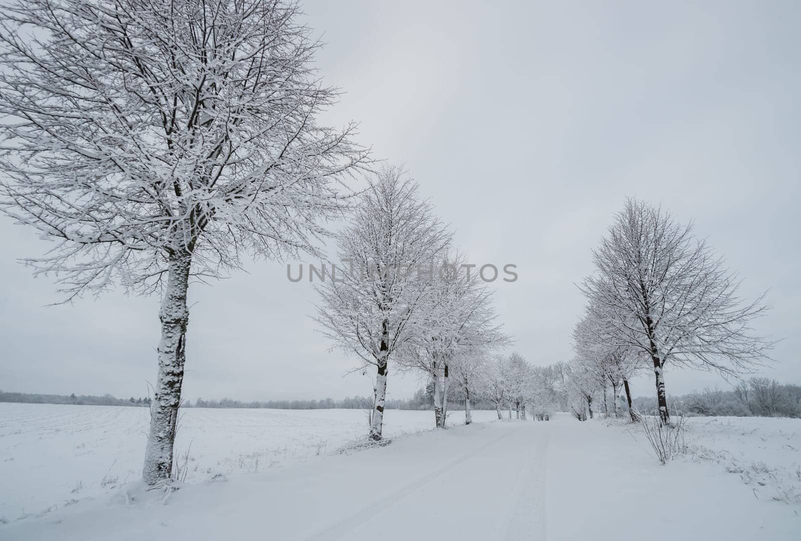 Alley in snowy day with trees covered with snow