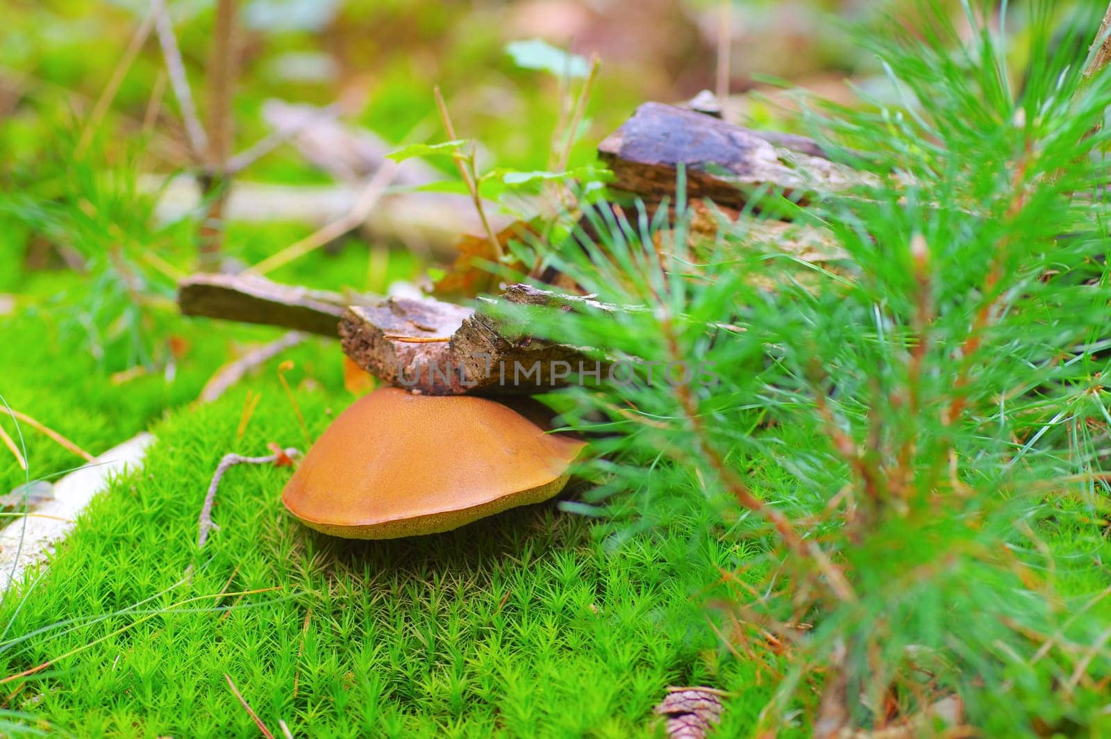 Xerocomus ferrugineus mushroom in autumn forest