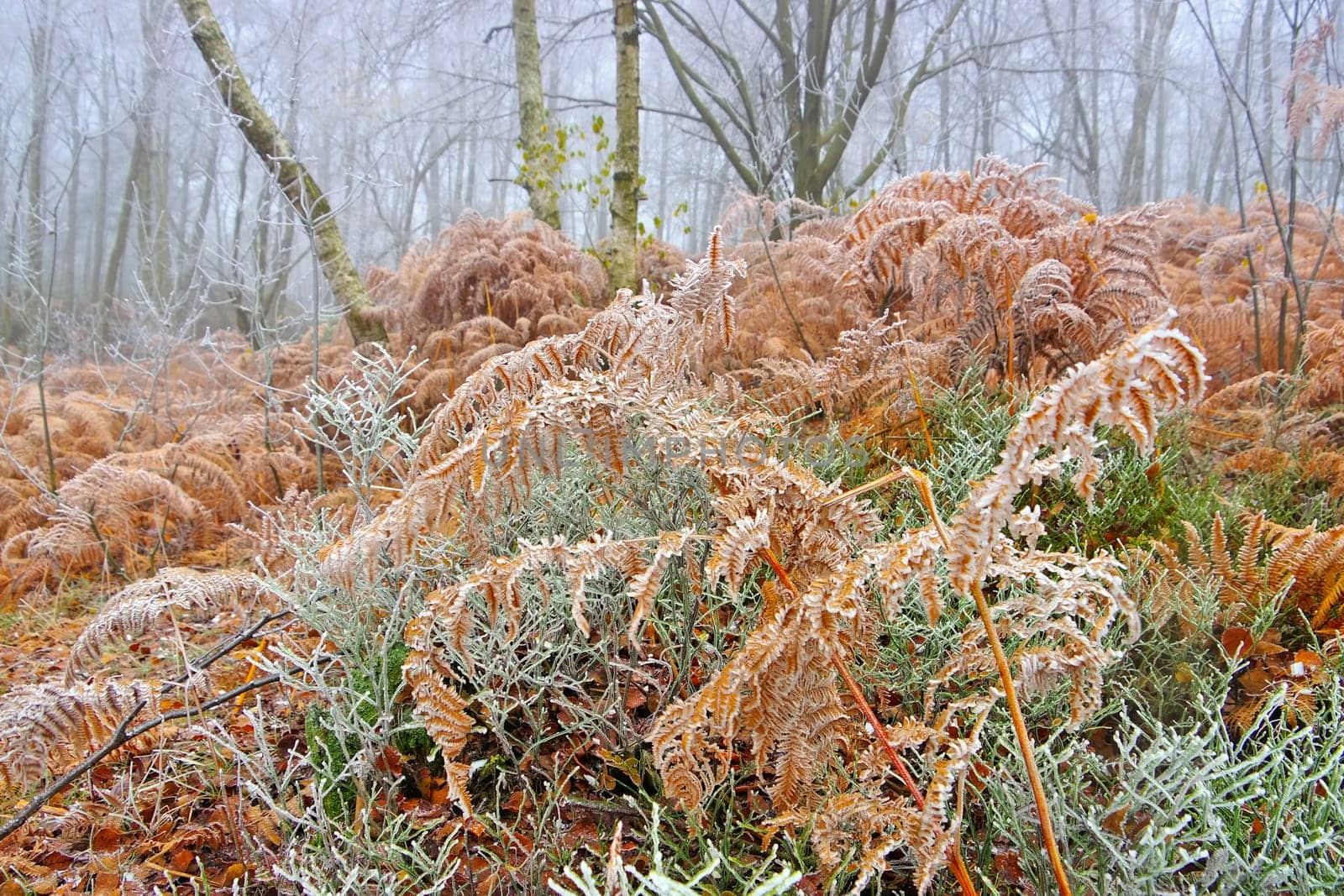 Fern with hoarfrost in the forest on a cold winter day