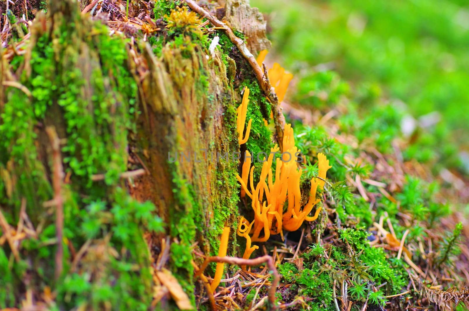 CALOCERA FURCATA, a fungal genus in the Dacrymycetes order in autumn forest