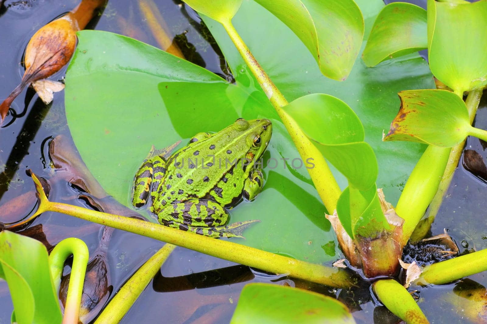a small frog in a pond on an aquatic plant