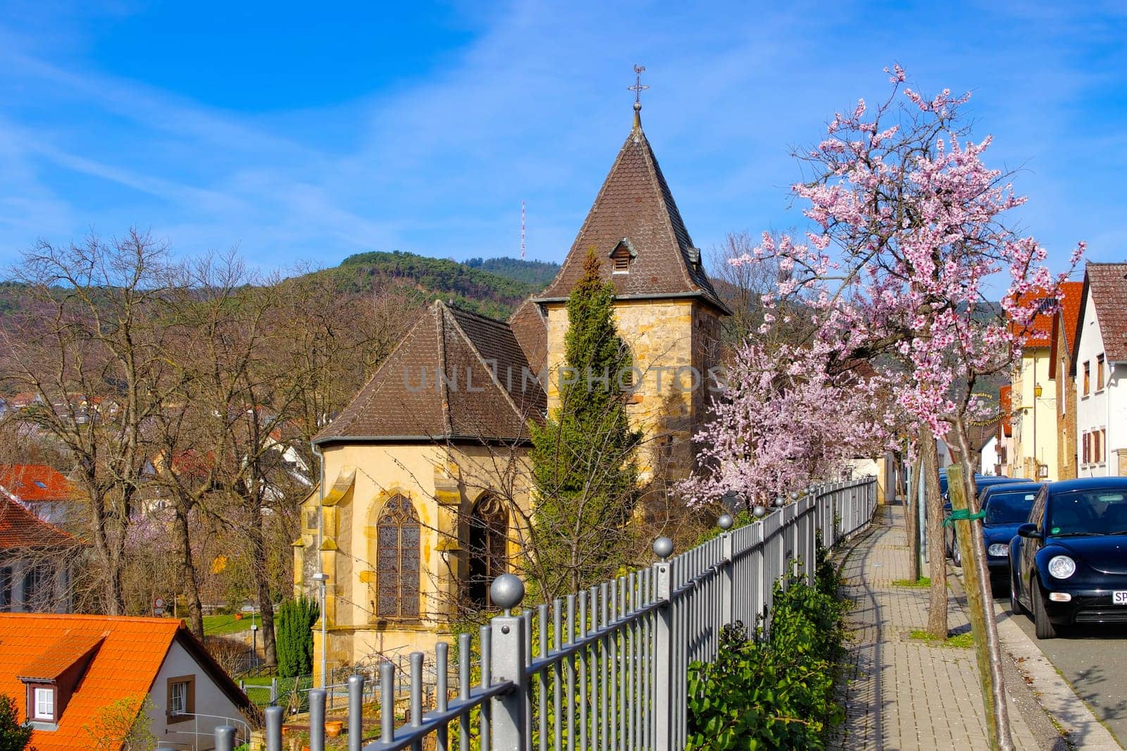 the chapel Nikolauskapelle in Gimmeldingen during the almond blossom