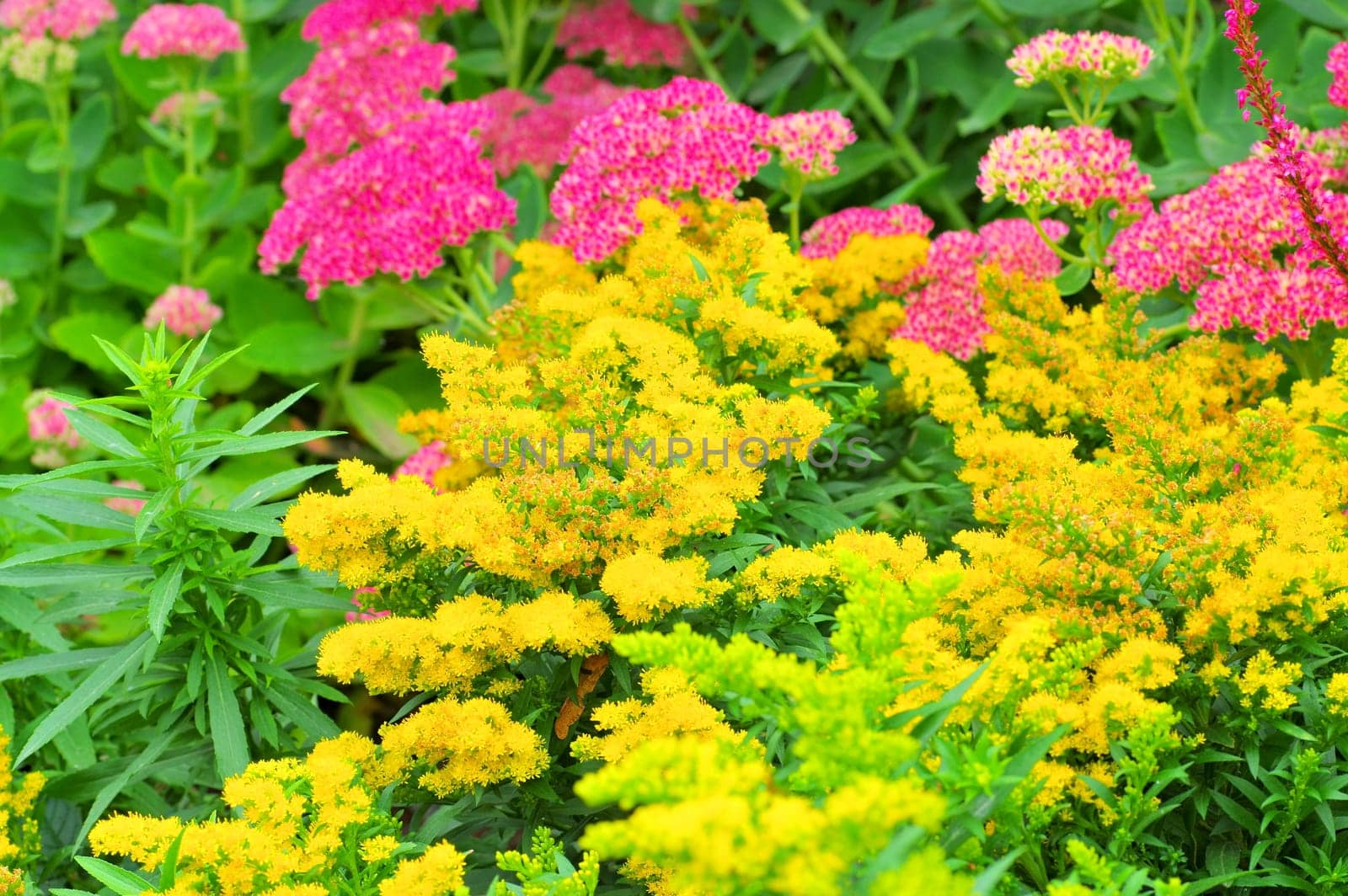 goldenrod Solidago Hybride Laurin with yellow flowers