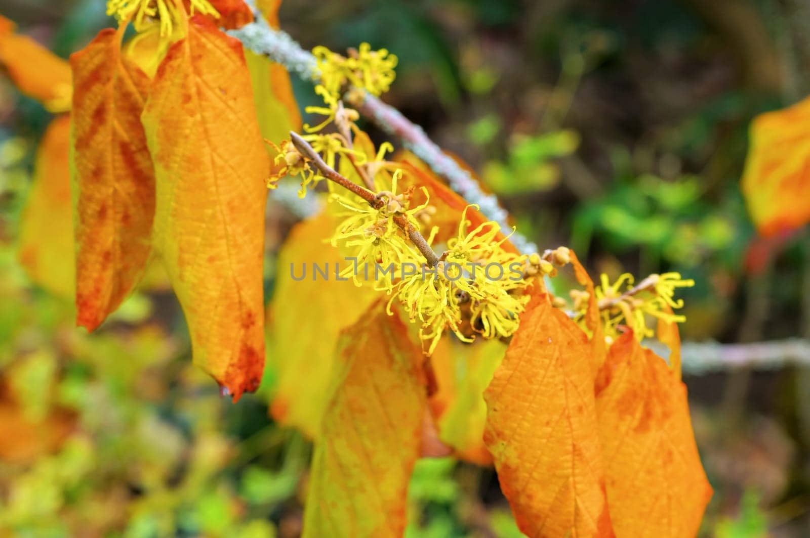 Hamamelis virginiana is blooming in fall, a herbal plant