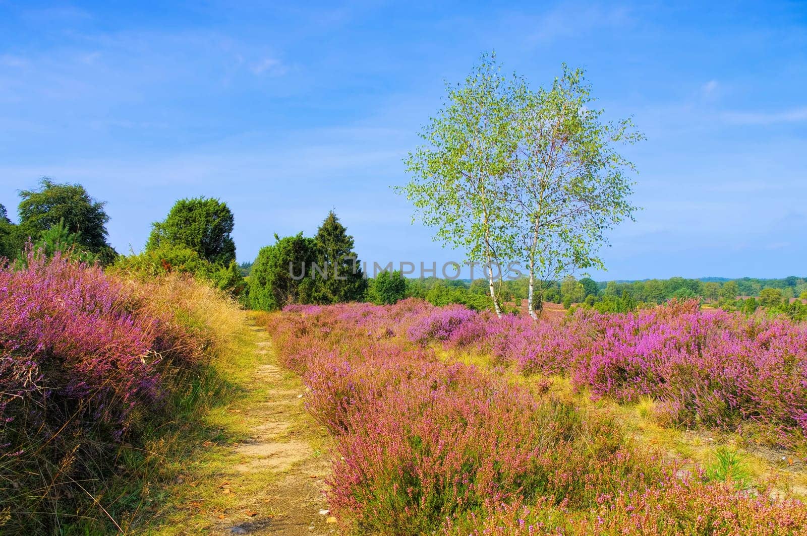 landscape Lueneburg Heath in autumn near Wilsede