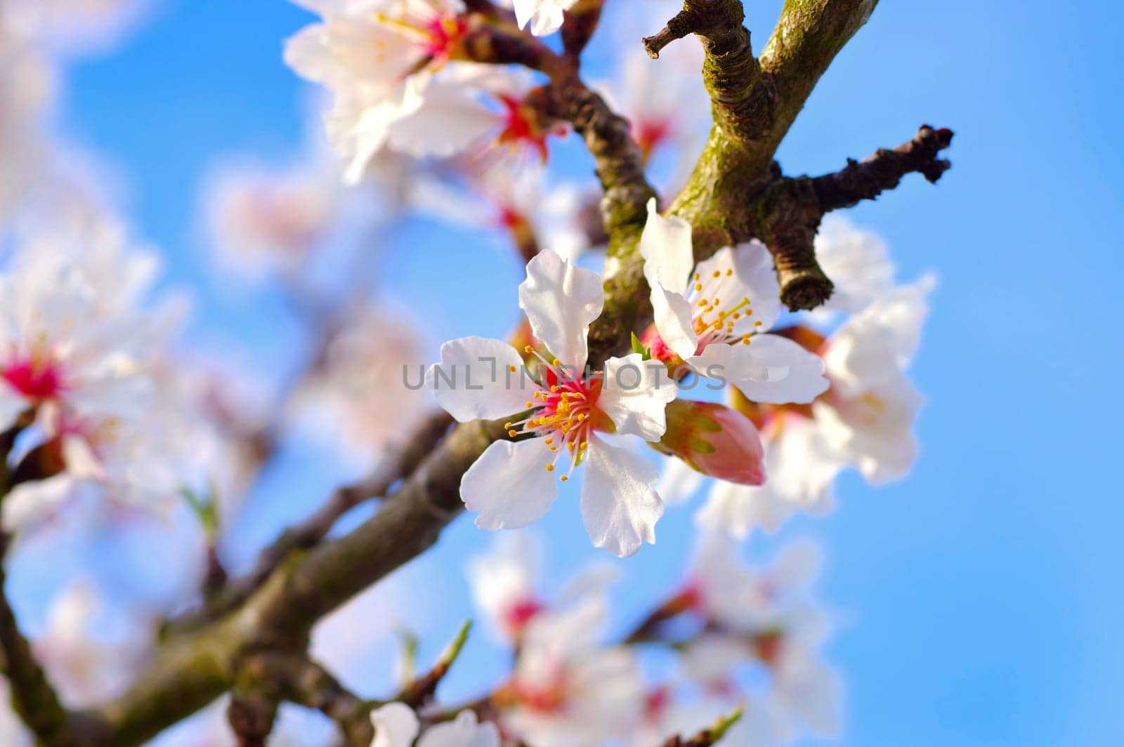 many Almond Blossom in springtime
